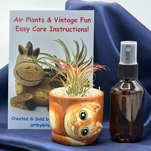 Mini CAT Planter Air Plant Set - Spanish Moss Fine Mist Sprayer FREE Air Plant